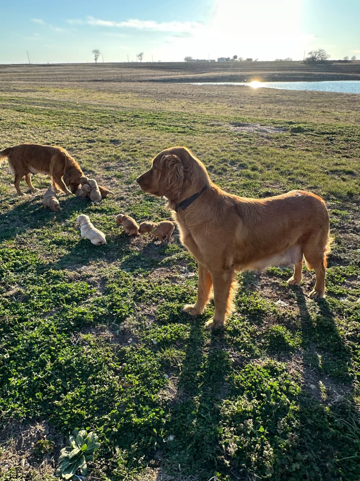 Golden Retriever Puppies breeder image 21