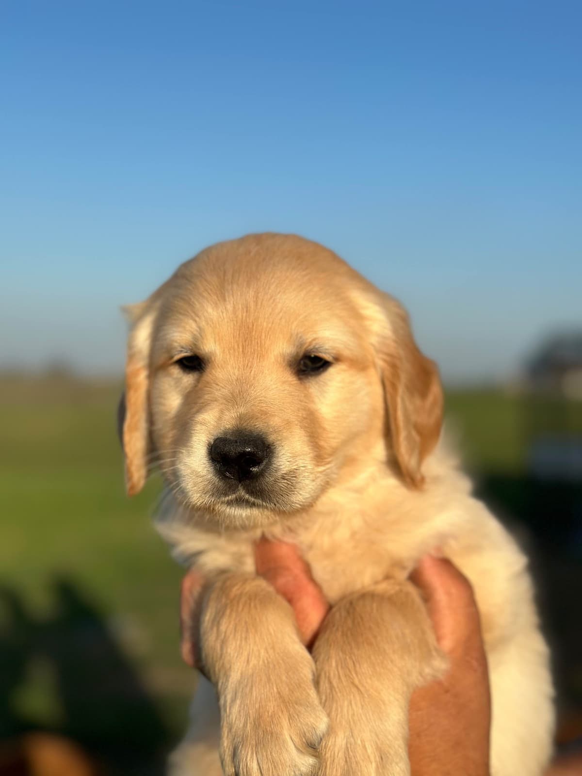 Golden Retriever Puppies breeder image 22