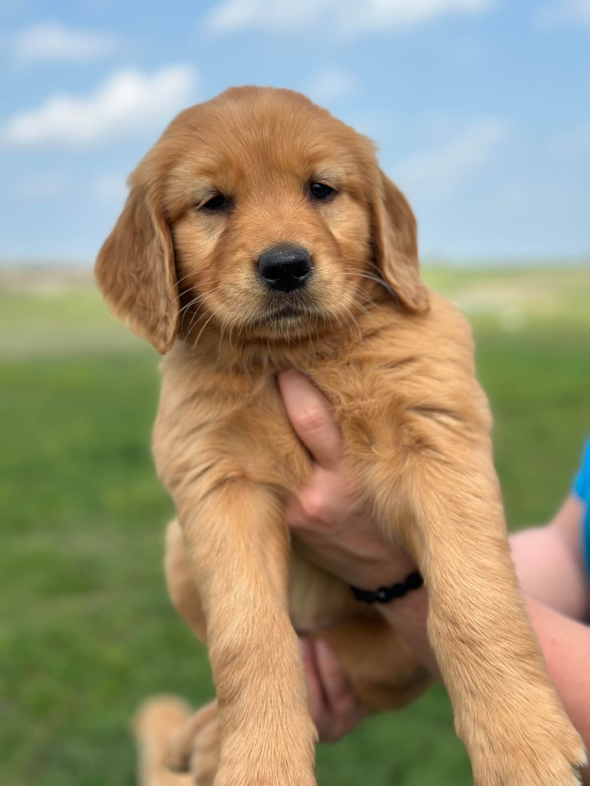 Golden Retriever Puppies breeder image 24