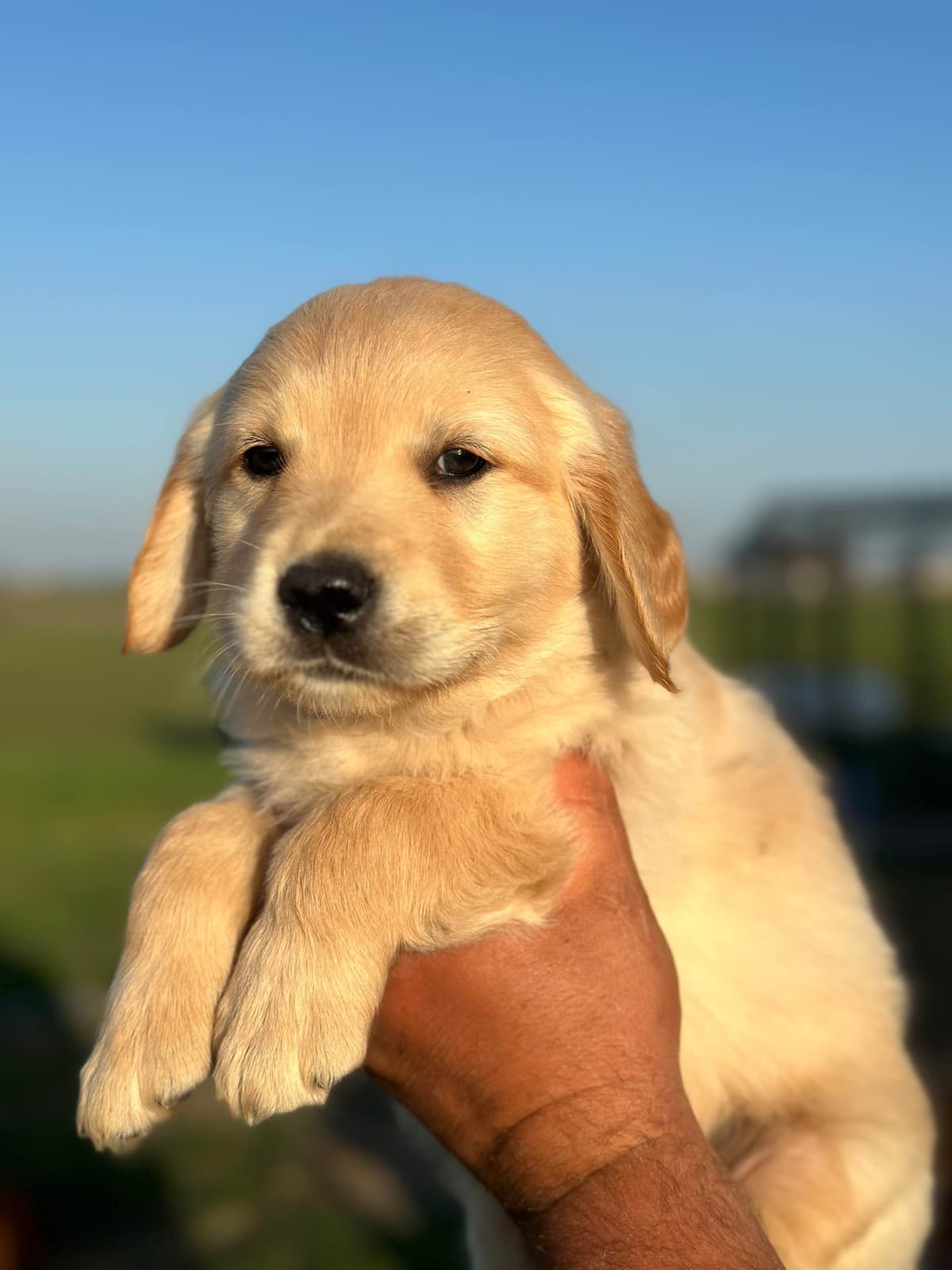 Golden Retriever Puppies breeder image 26