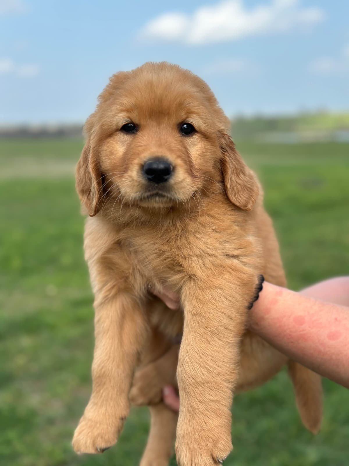 Golden Retriever Puppies breeder image 25