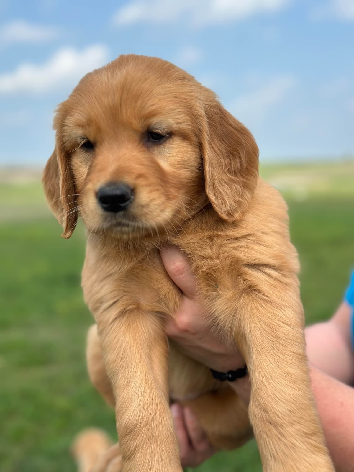 Golden Retriever Puppies breeder image 23