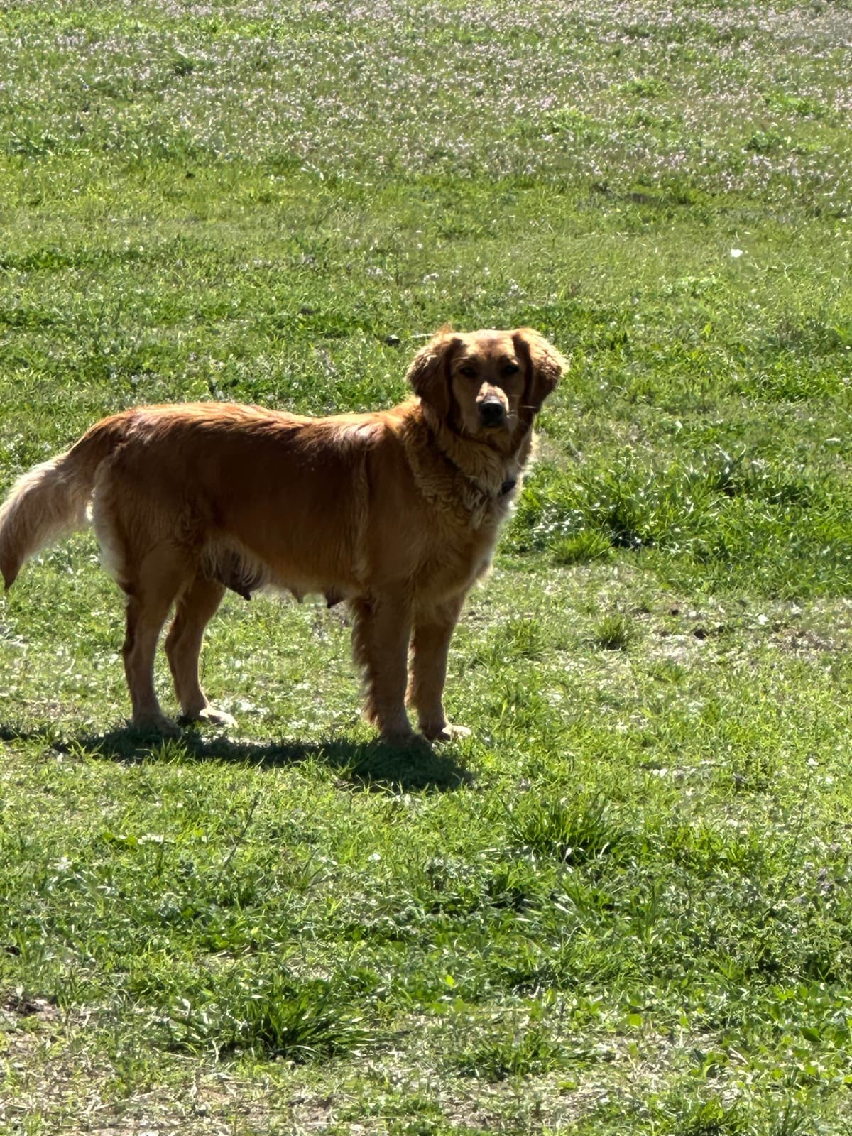 Golden Retriever Puppies breeder image 7