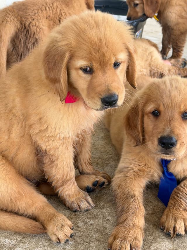 Golden Retriever Puppies media 2