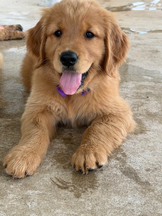 Golden Retriever Puppies media 3