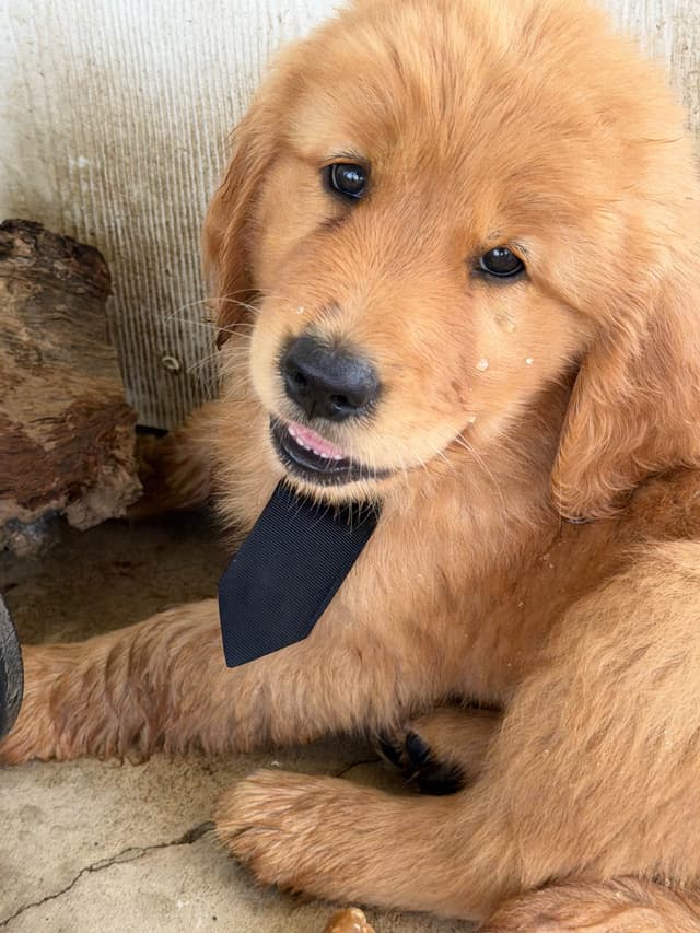 Golden Retriever Puppies media 5