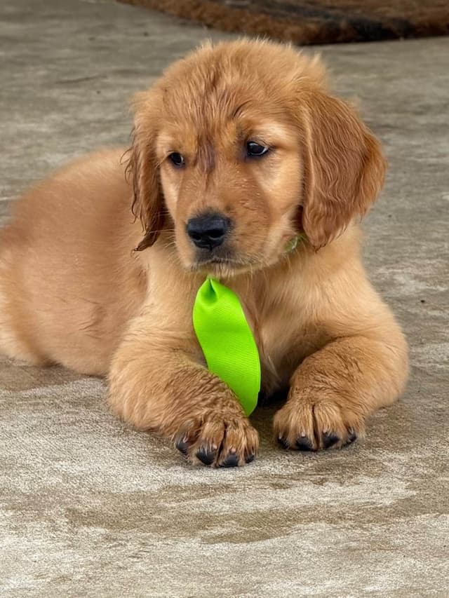 Golden Retriever Puppies media 6