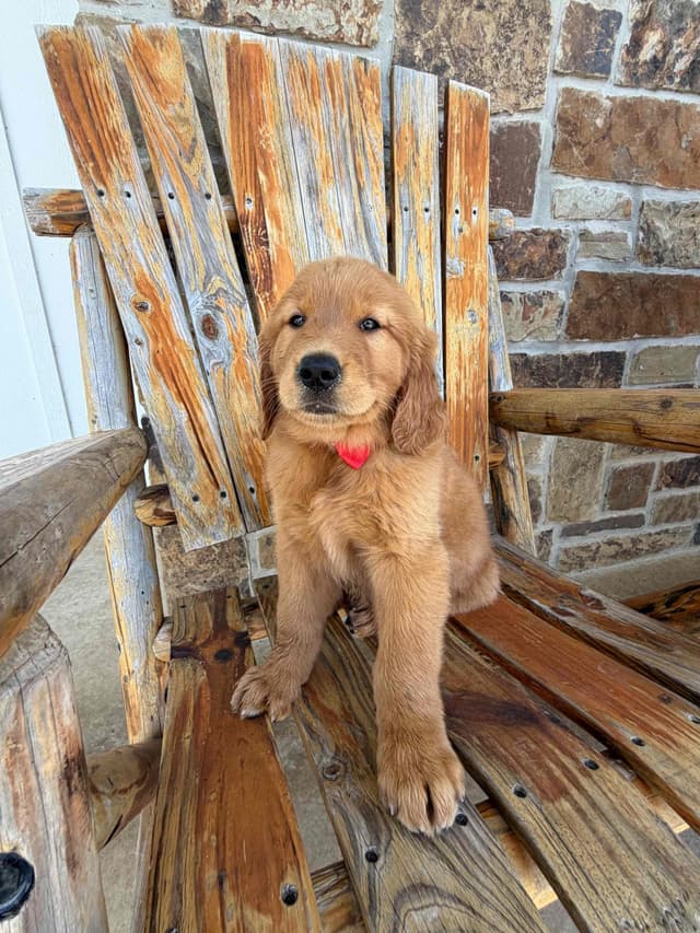 Golden Retriever Puppies media 7