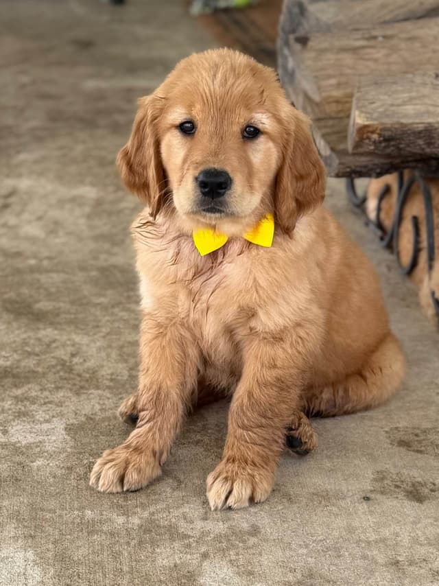 Golden Retriever Puppies media 8