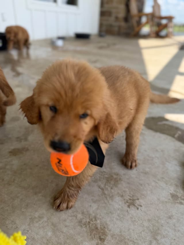 Golden Retriever Puppies media 9