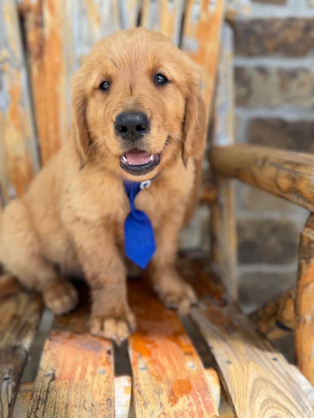 Golden Retriever Puppies media 11