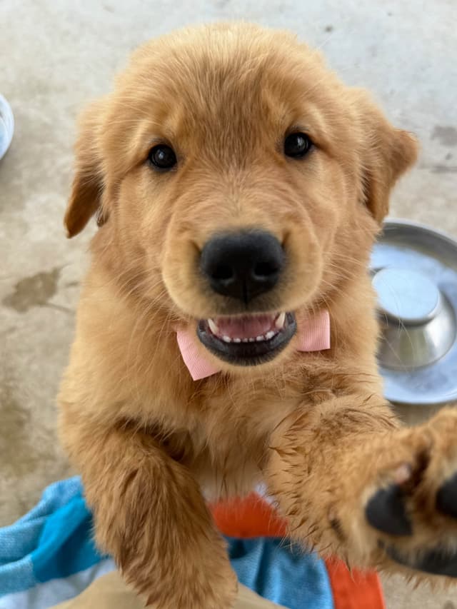 Golden Retriever Puppies media 12