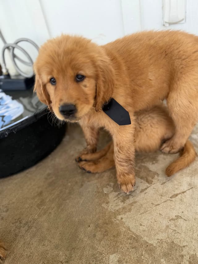 Golden Retriever Puppies media 13
