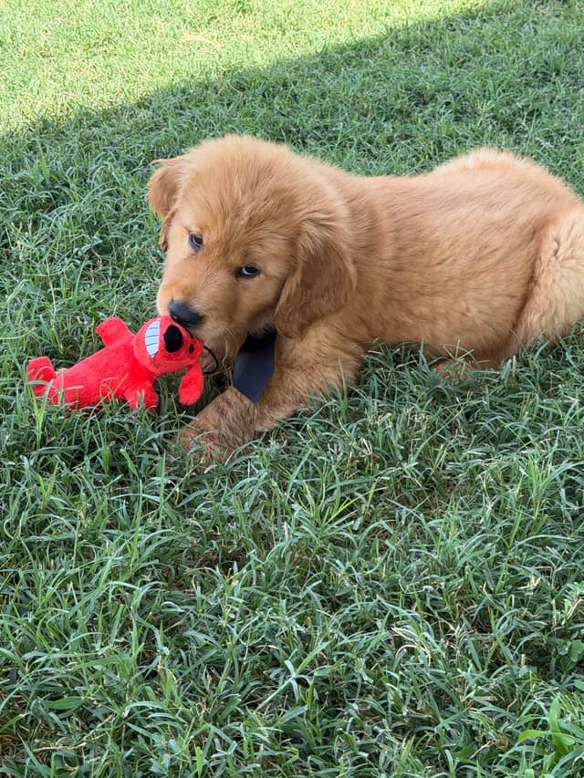 Golden Retriever Puppies media 14