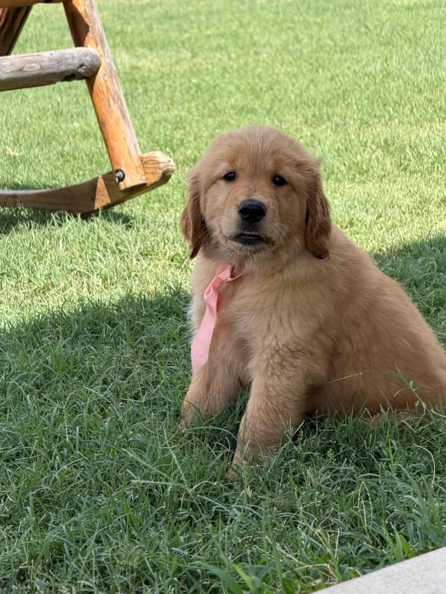 Golden Retriever Puppies media 15