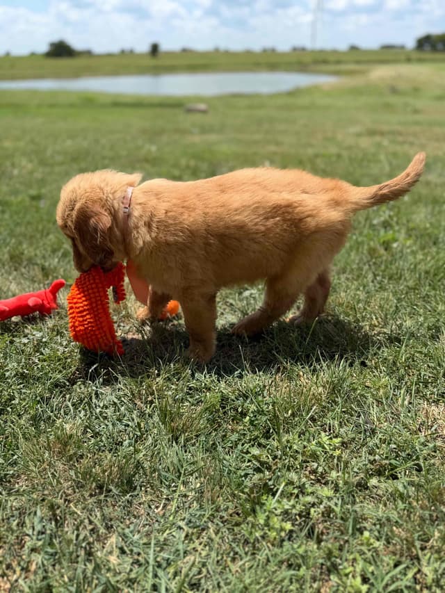 Golden Retriever Puppies media 16