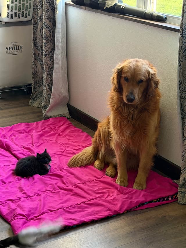 Golden Retriever Puppies media 19