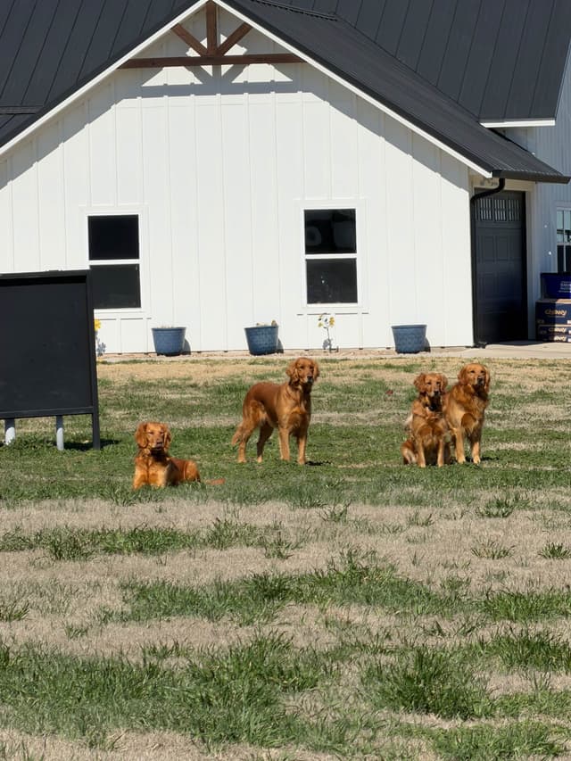 Golden Retriever Puppies media 20