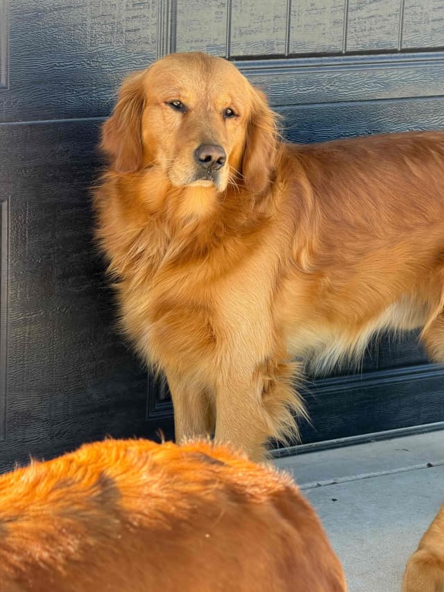 Golden Retriever Puppies media 21