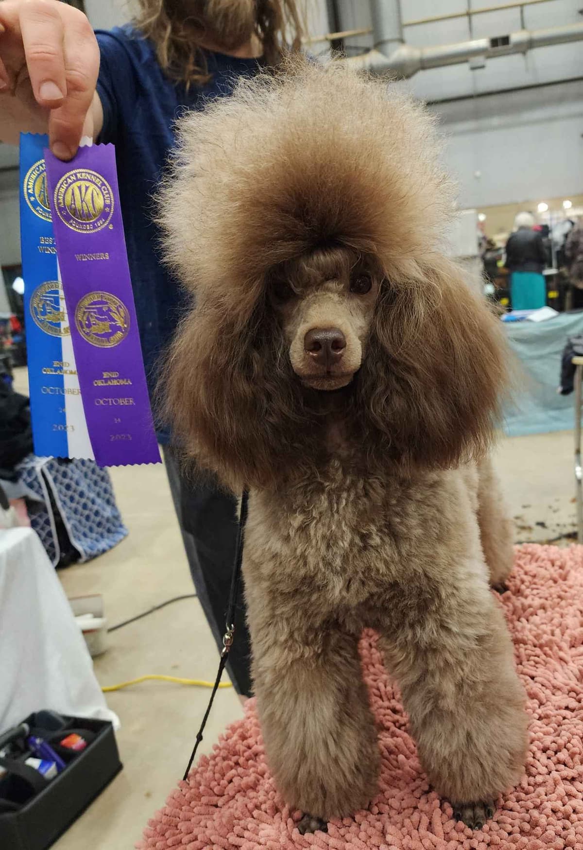 Miniature Poodle Puppies breeder image 2