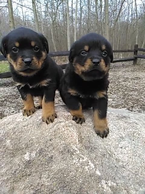 Rottweiler Puppies breeder image 1