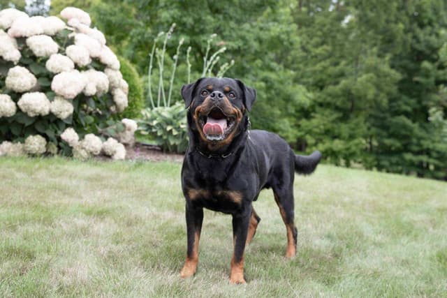 Rottweiler Puppies media 2