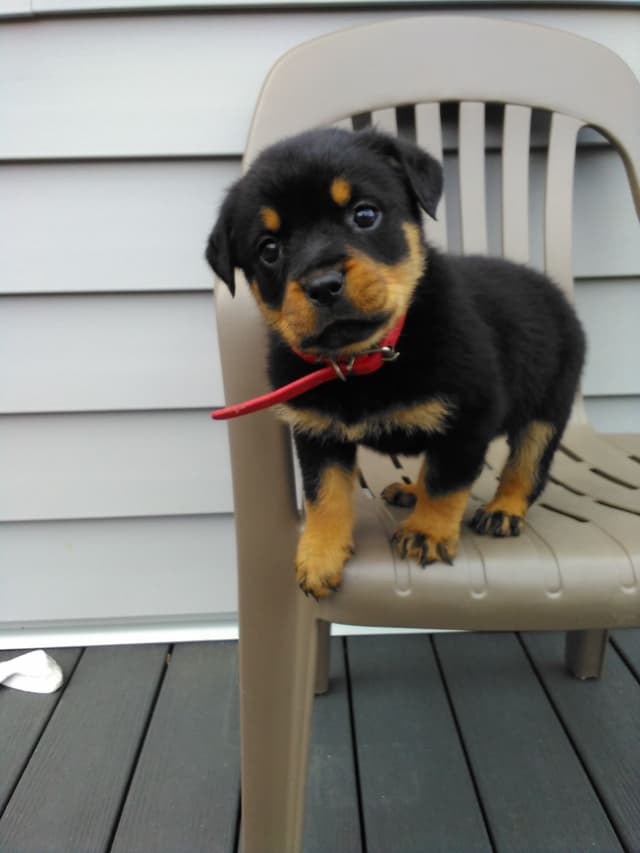 Rottweiler Puppies media 3