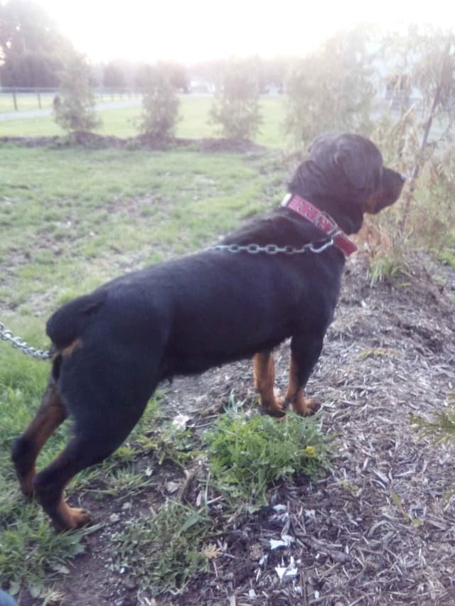 Rottweiler Puppies media 4