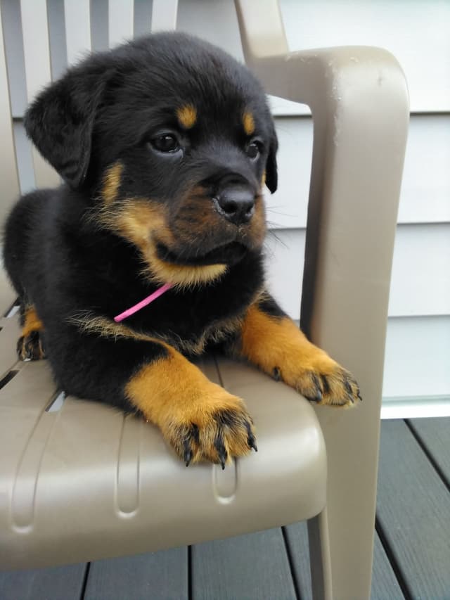 Rottweiler Puppies media 5