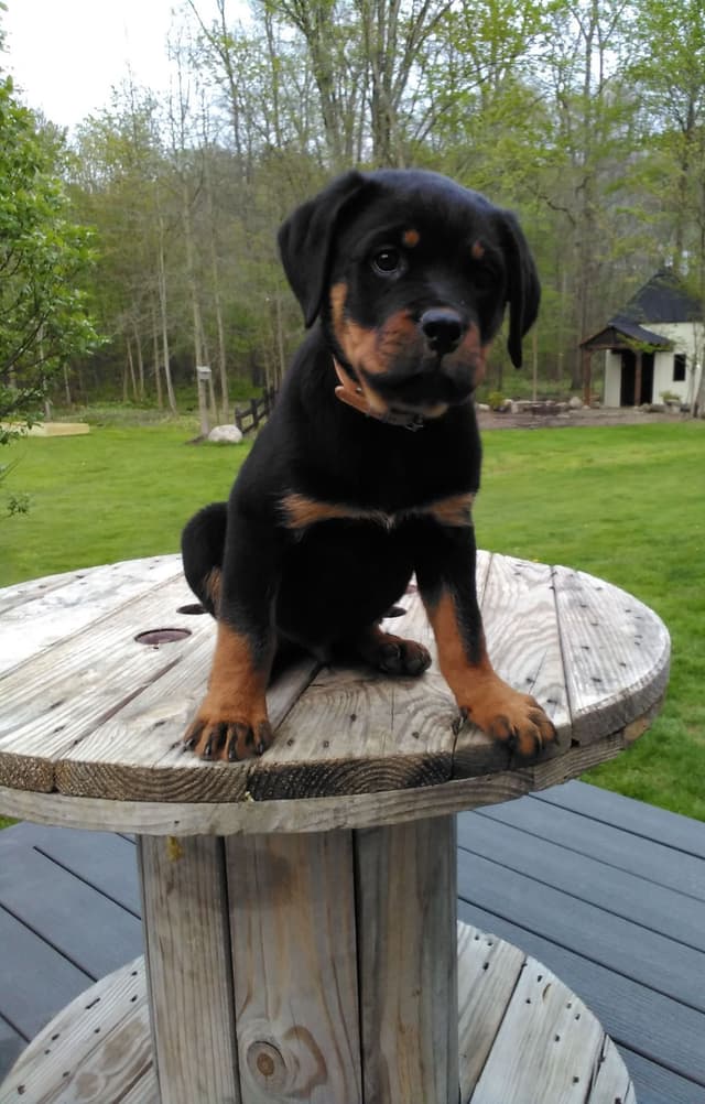 Rottweiler Puppies media 6