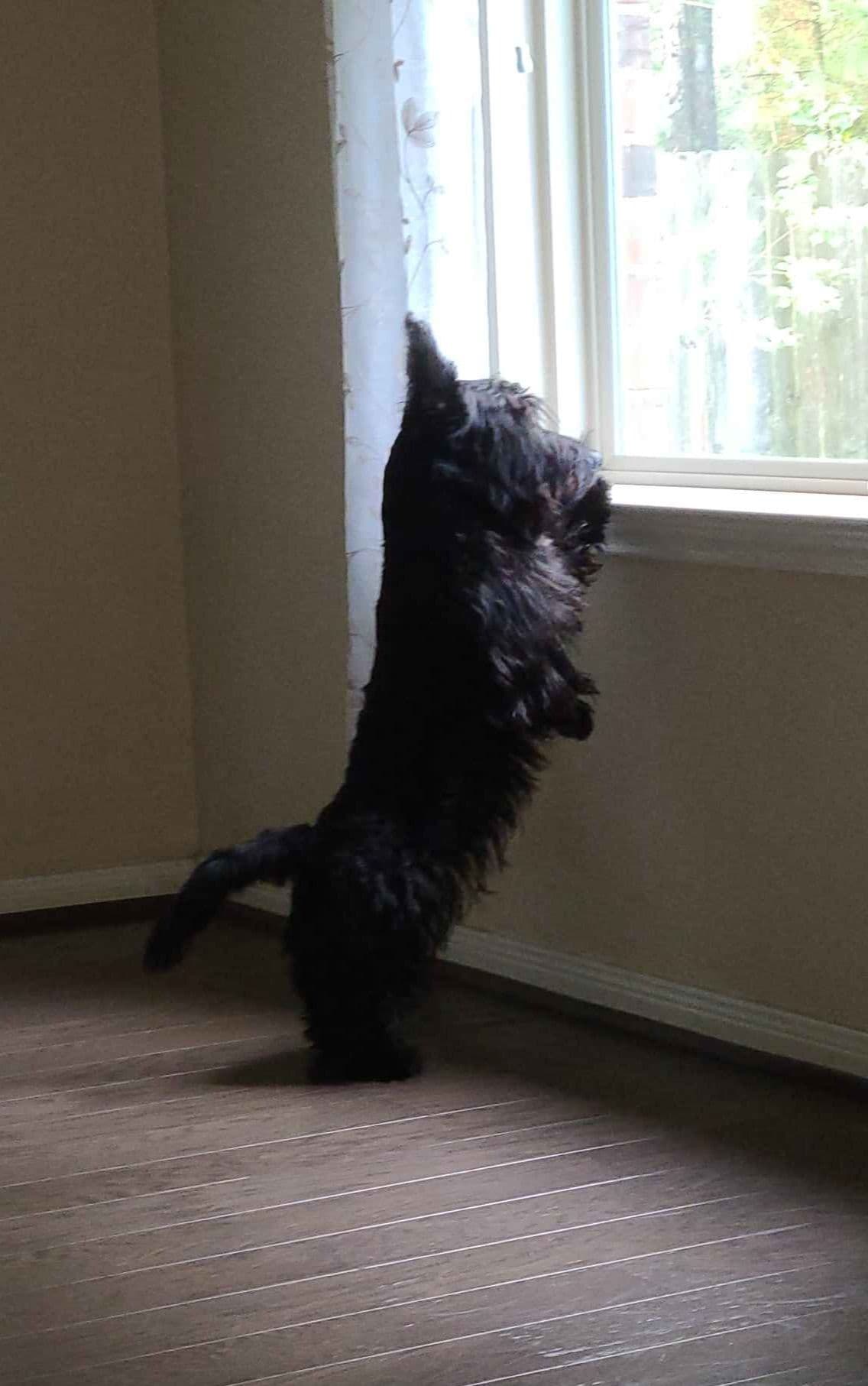 Scottish Terrier Puppies breeder image 1