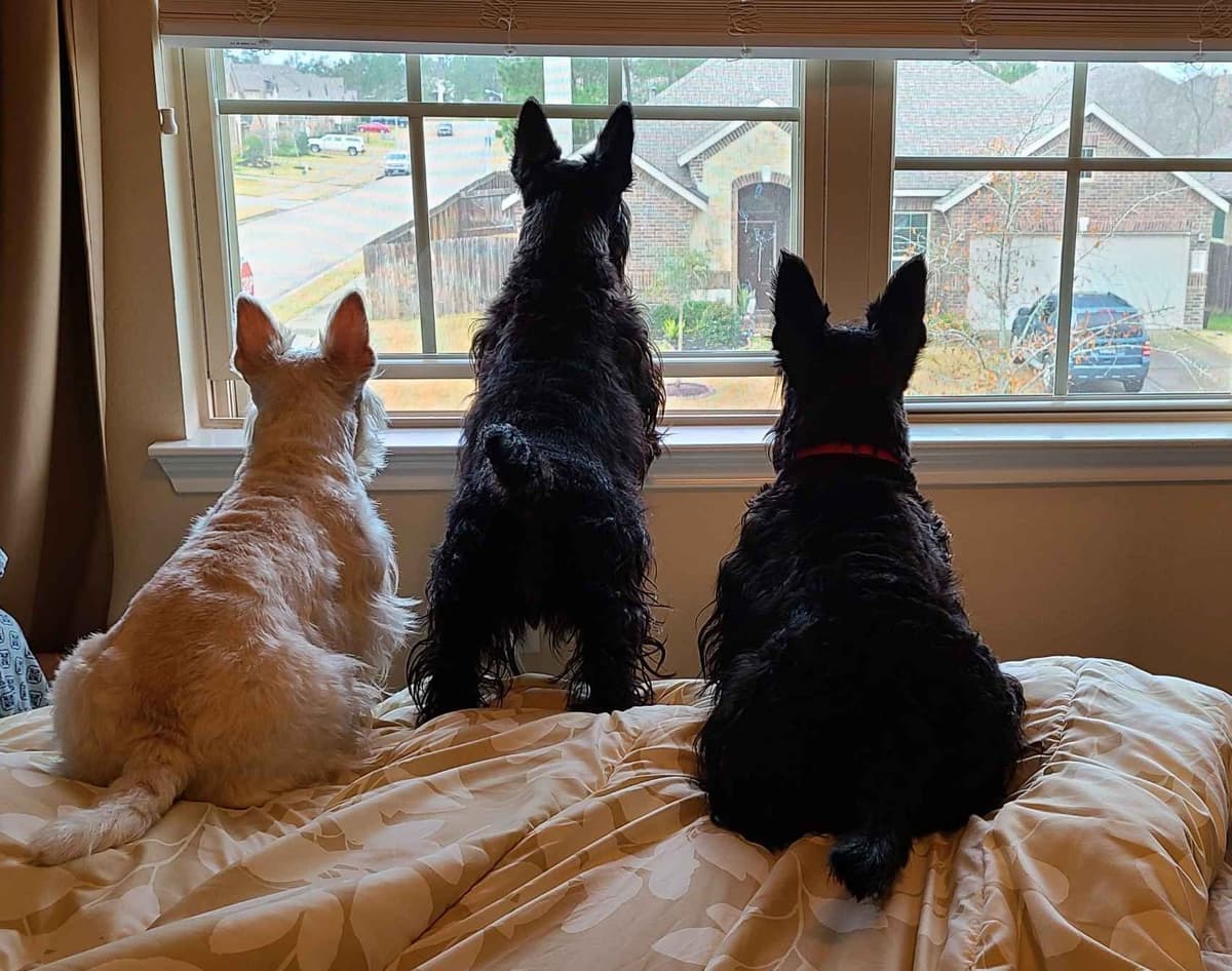 Scottish Terrier Puppies breeder image 3