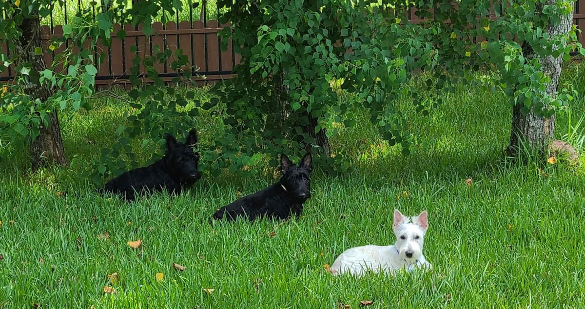 Scottish Terrier Puppies breeder image 2