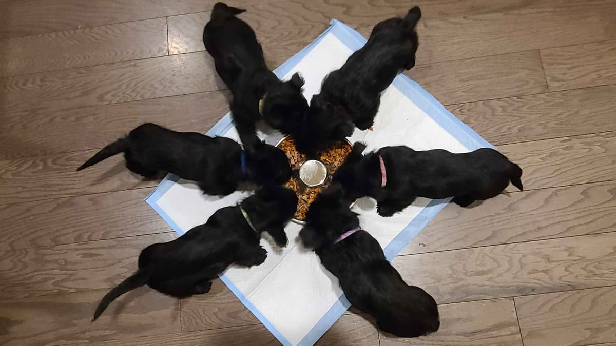 Scottish Terrier Puppies breeder image 4