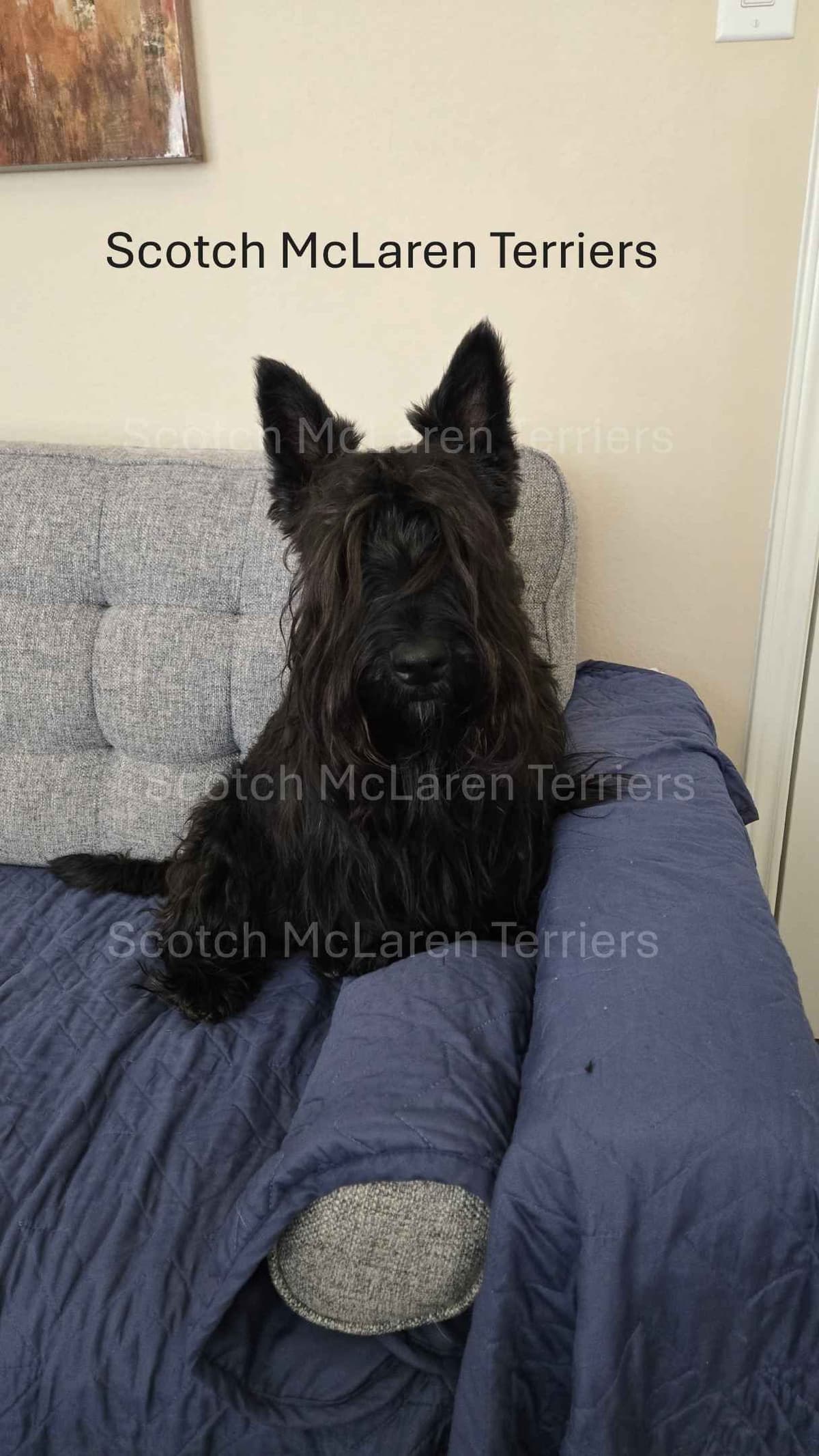 Scottish Terrier Puppies breeder image 5