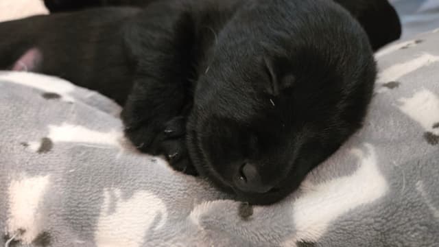 Scottish Terrier Puppies media 2