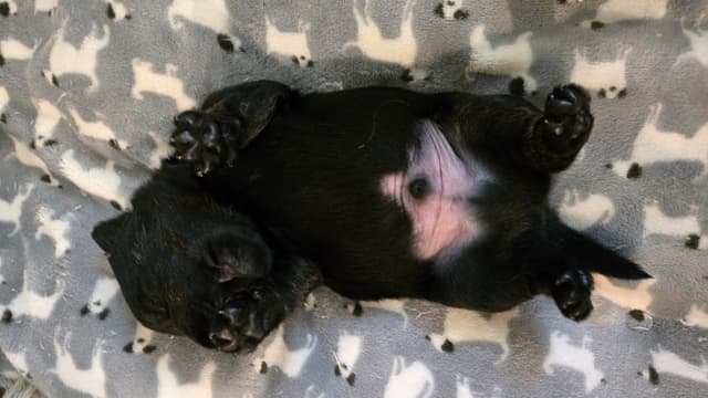 Scottish Terrier Puppies media 3