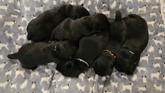 Scottish Terrier Puppies media 4