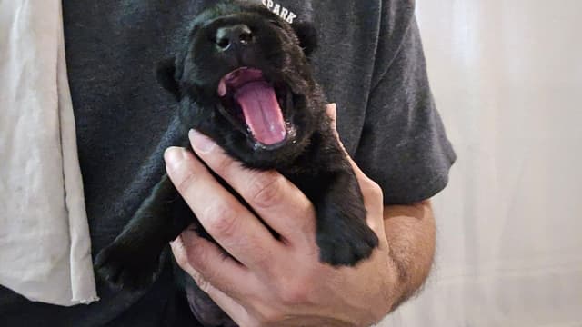 Scottish Terrier Puppies media 6