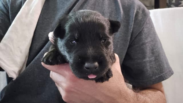 Scottish Terrier Puppies media 7