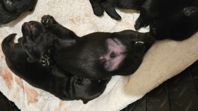 Scottish Terrier Puppies media 2