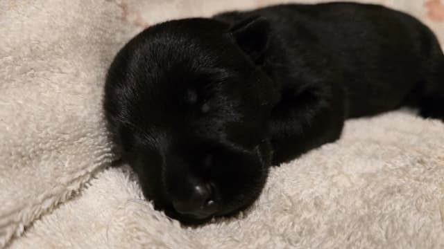 Scottish Terrier Puppies media 3
