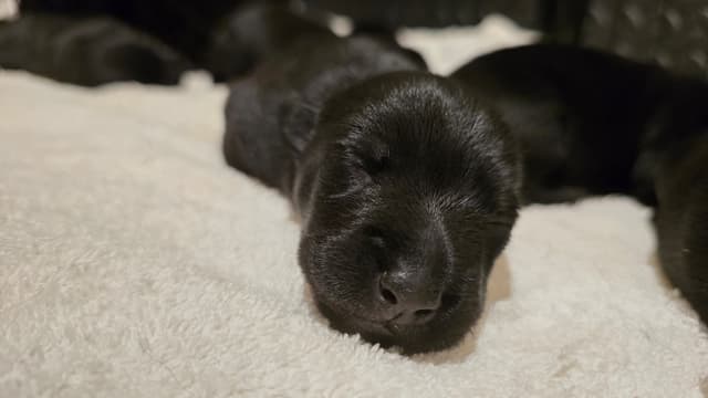 Scottish Terrier Puppies media 5