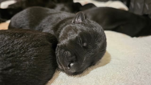 Scottish Terrier Puppies media 7
