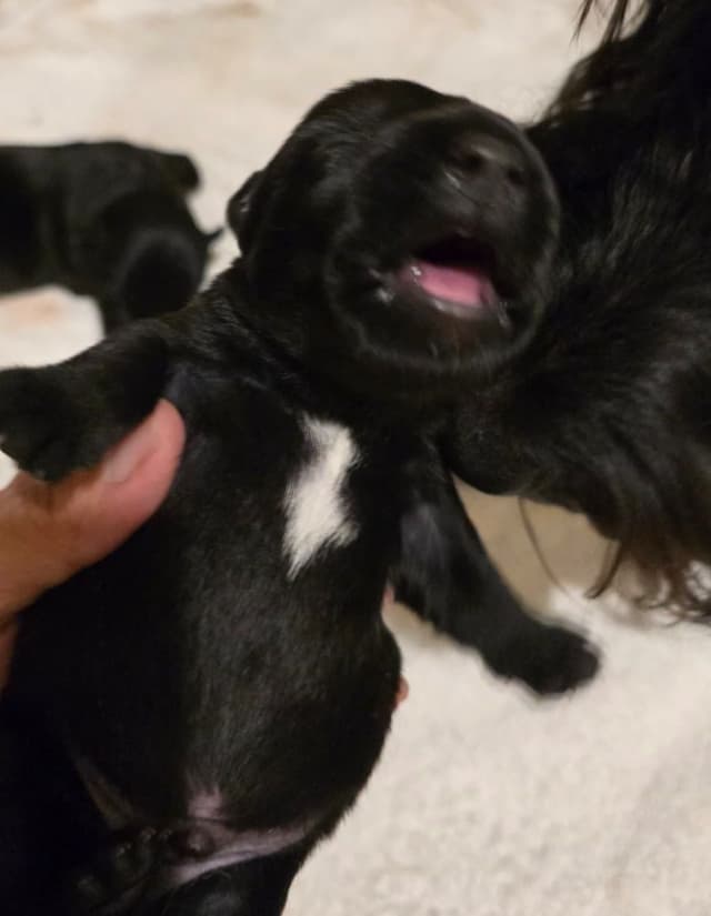 Scottish Terrier Puppies media 6