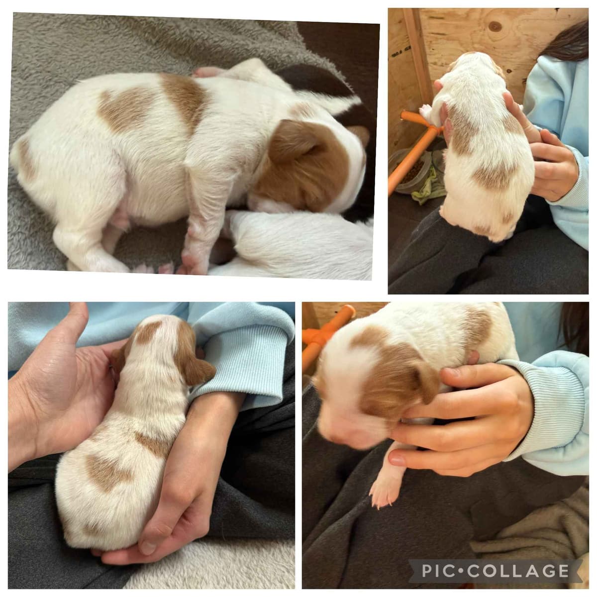 Brittany Puppies breeder image 1