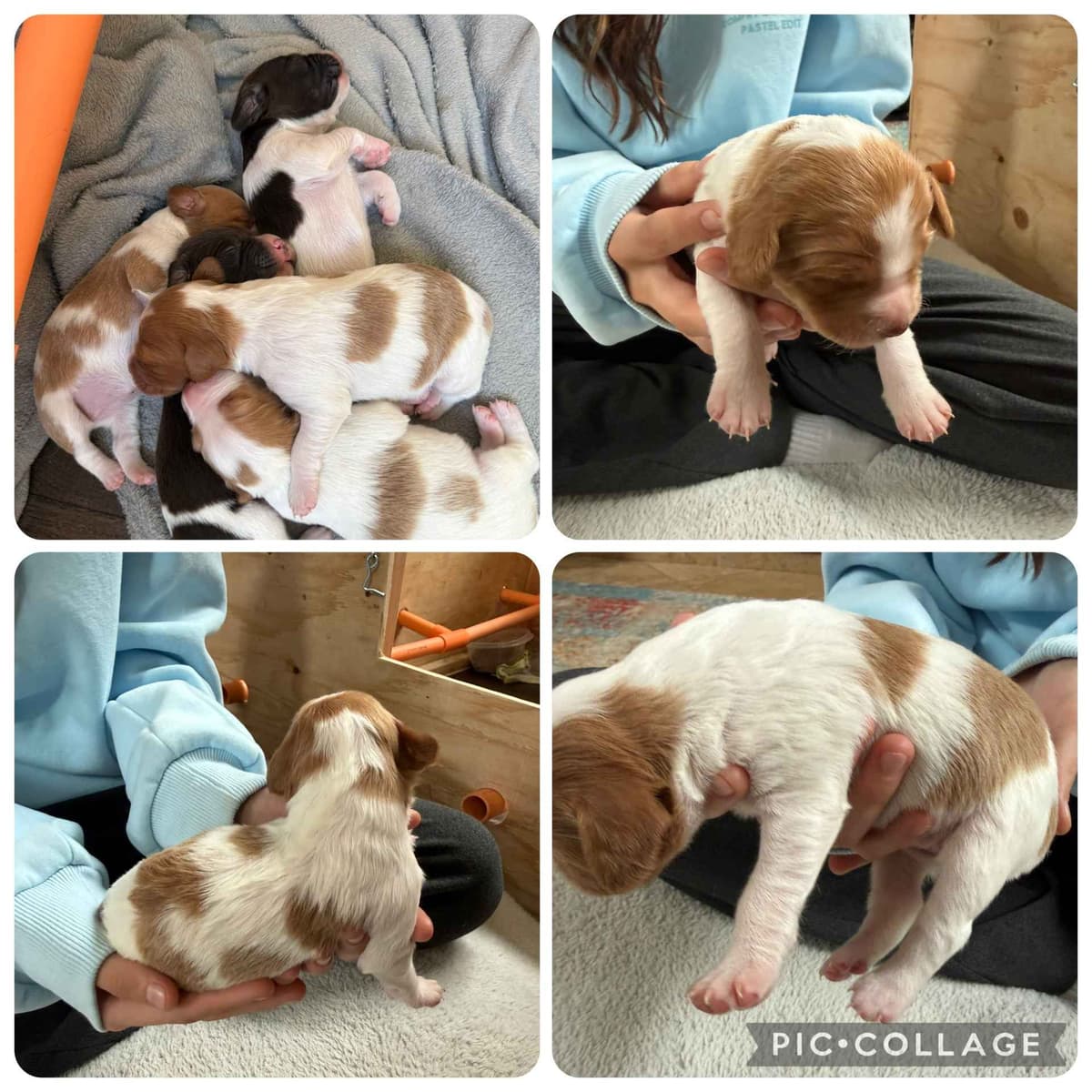 Brittany Puppies breeder image 3