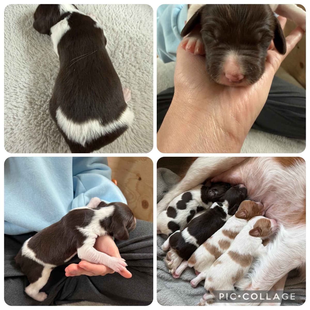 Brittany Puppies breeder image 4