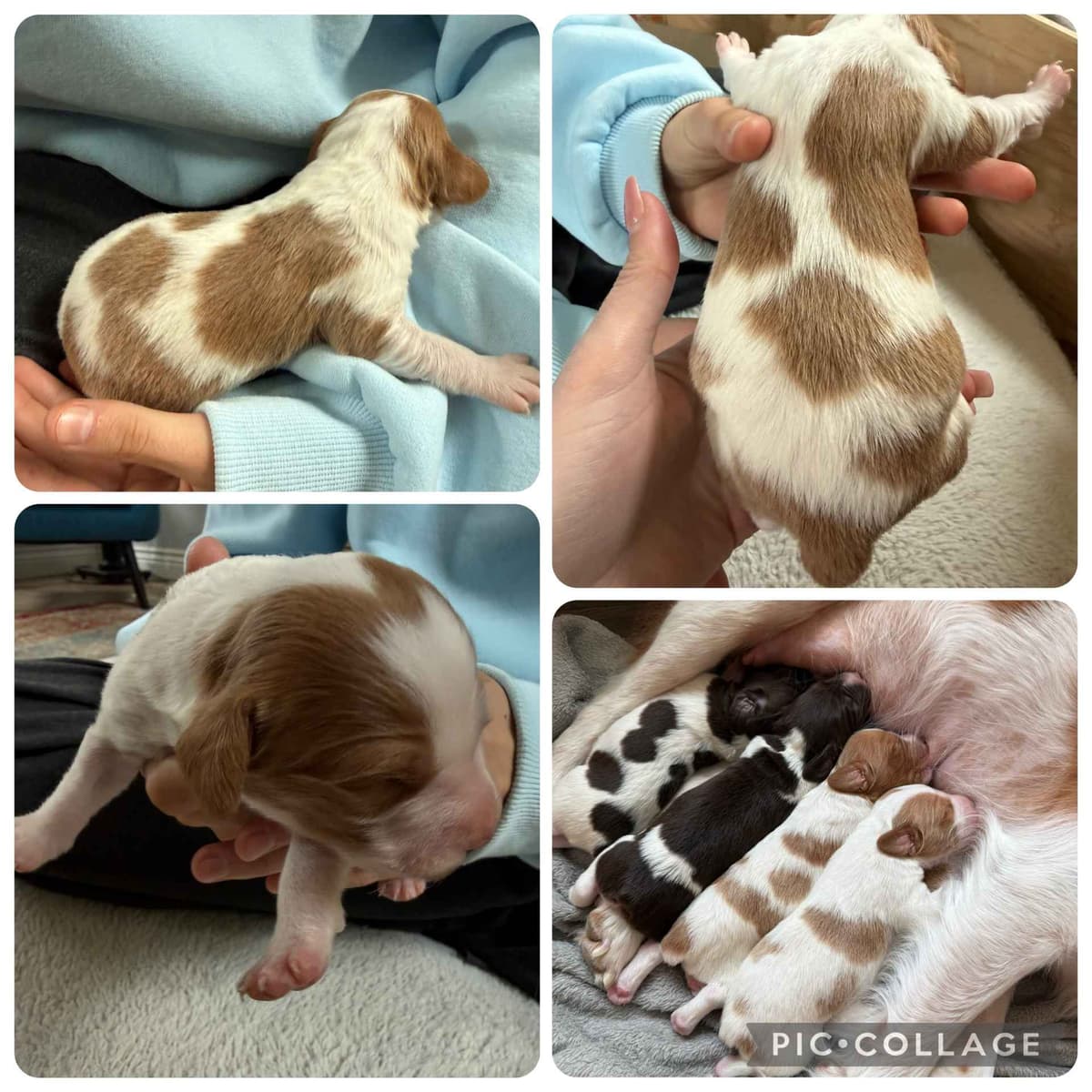 Brittany Puppies breeder image 5