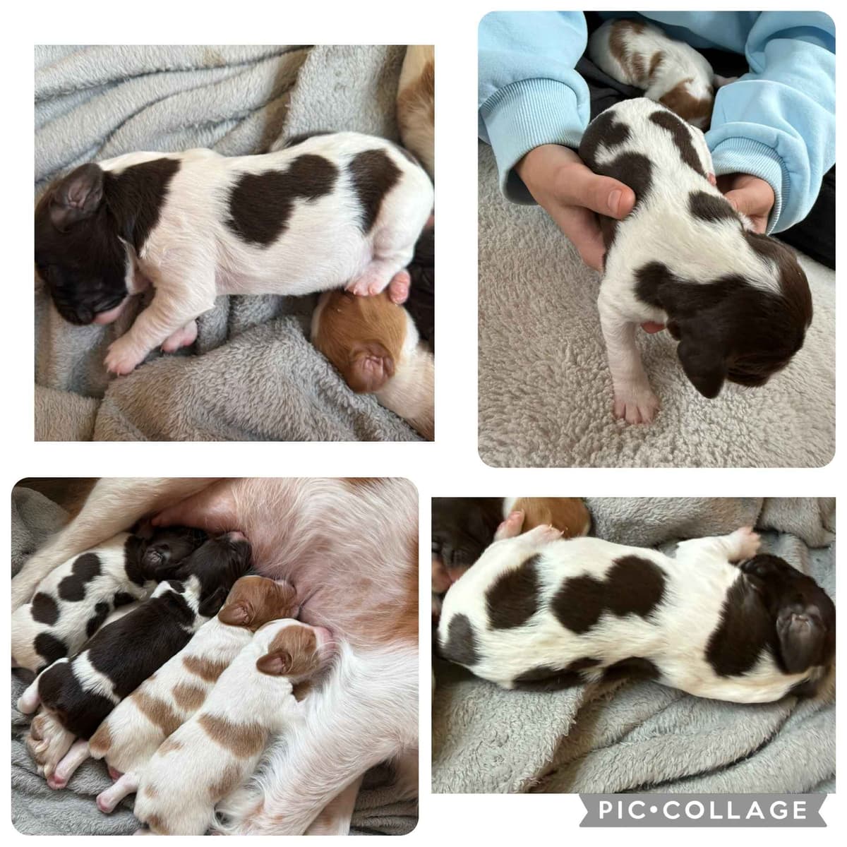 Brittany Puppies breeder image 6